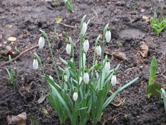 Galanthus nivalis