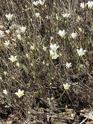 Douglas' stitchwort (Sabulina douglasii)