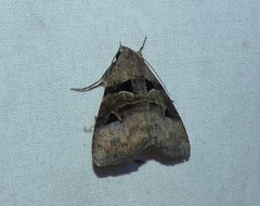 Avatha discolor