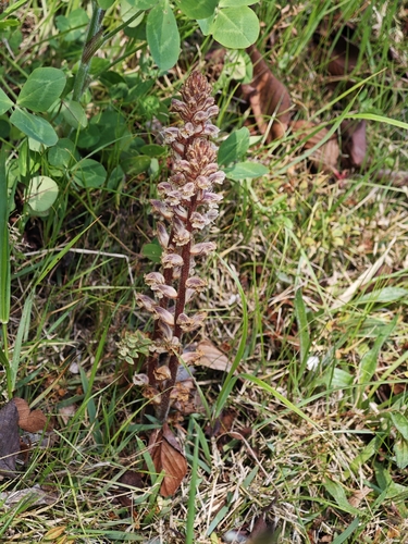 Hellroot (Orobanche minor)