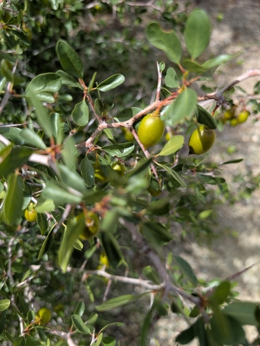 California crucillo (Pseudoziziphus parryi)