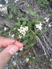 Mostacillastrum purpusii