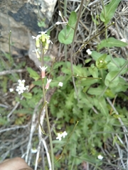 Mostacillastrum purpusii
