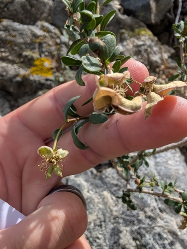 Bigelow's crossosoma (Crossosoma bigelovii)