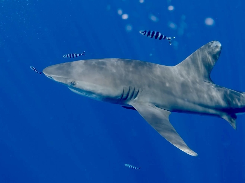 Oceanic whitetip shark (Carcharhinus longimanus) — Carcharhinidae