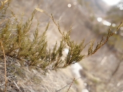 Juniperus pseudosabina