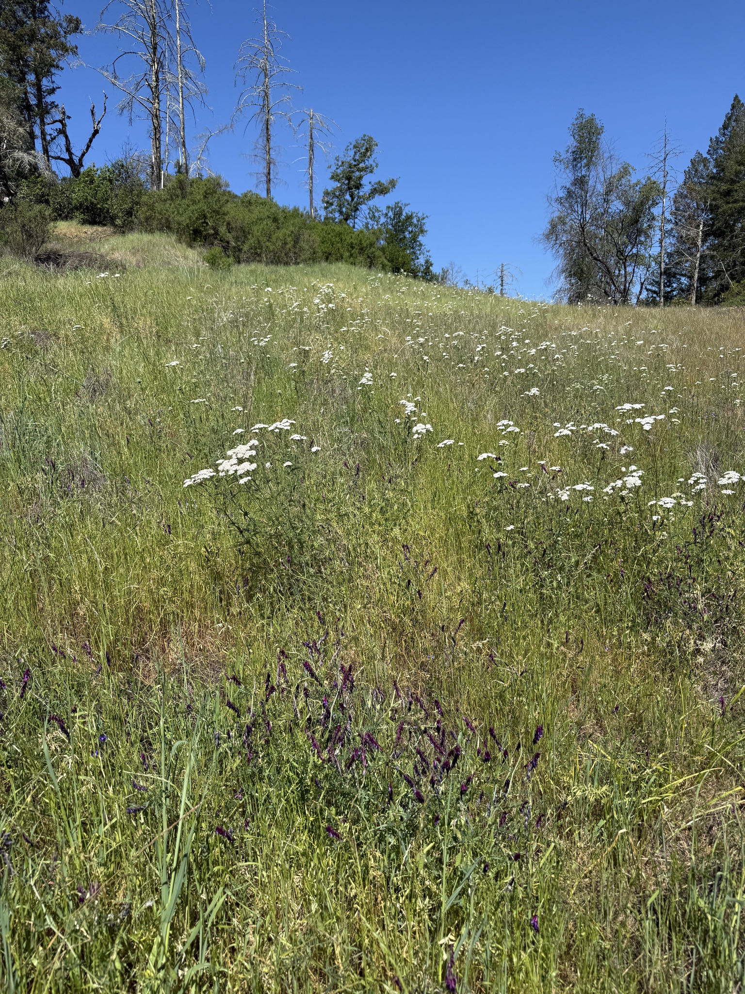 Common Yarrow (Achillea millefolium)