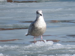 Larus marinus