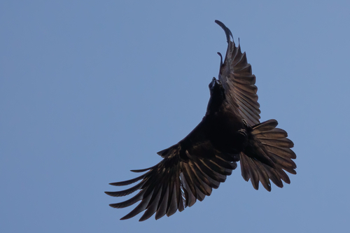 Common Raven photographed in North Carolina