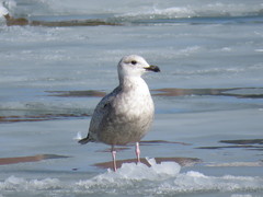 Larus marinus