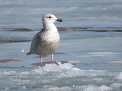 Larus marinus