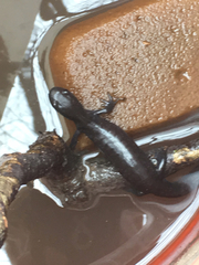 Ambystoma 'unisexual complex'