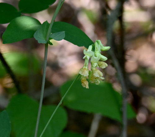 Cream Pea (Lathyrus ochroleucus)