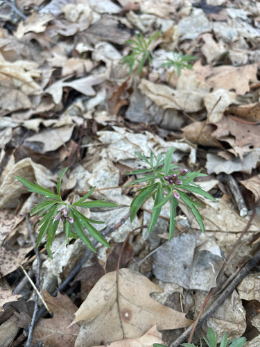 cut-leaved toothwort (Cardamine concatenata)