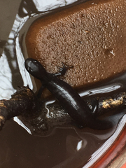 Ambystoma 'unisexual complex'