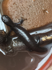 Ambystoma 'unisexual complex'