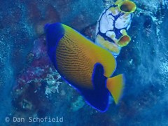 Pomacanthus navarchus