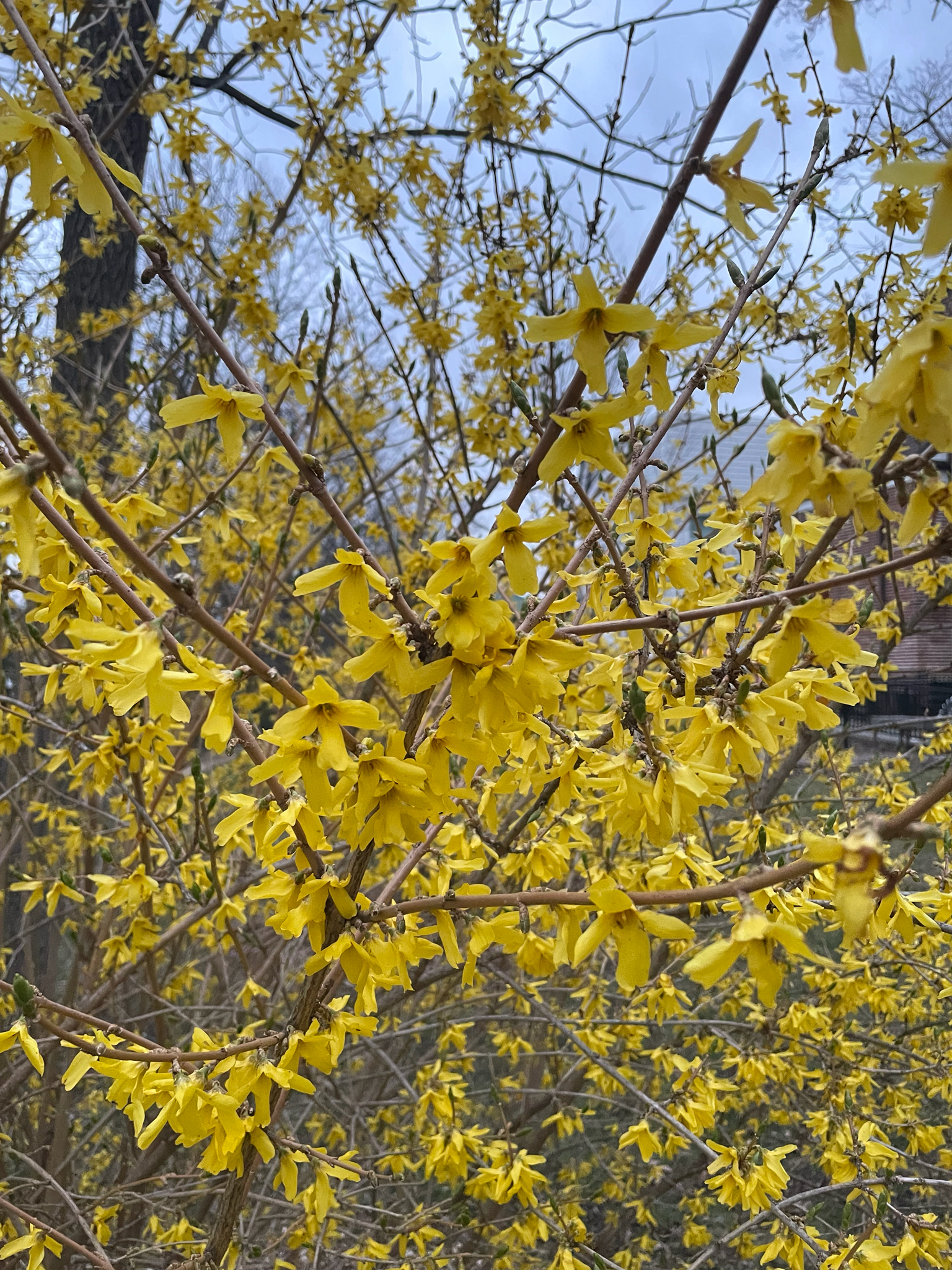 Golden-Bell (Forsythia suspensa)