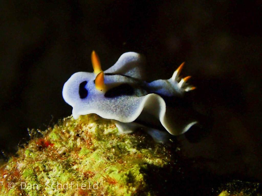Alcala's Chromodoris