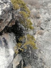 Juniperus pseudosabina