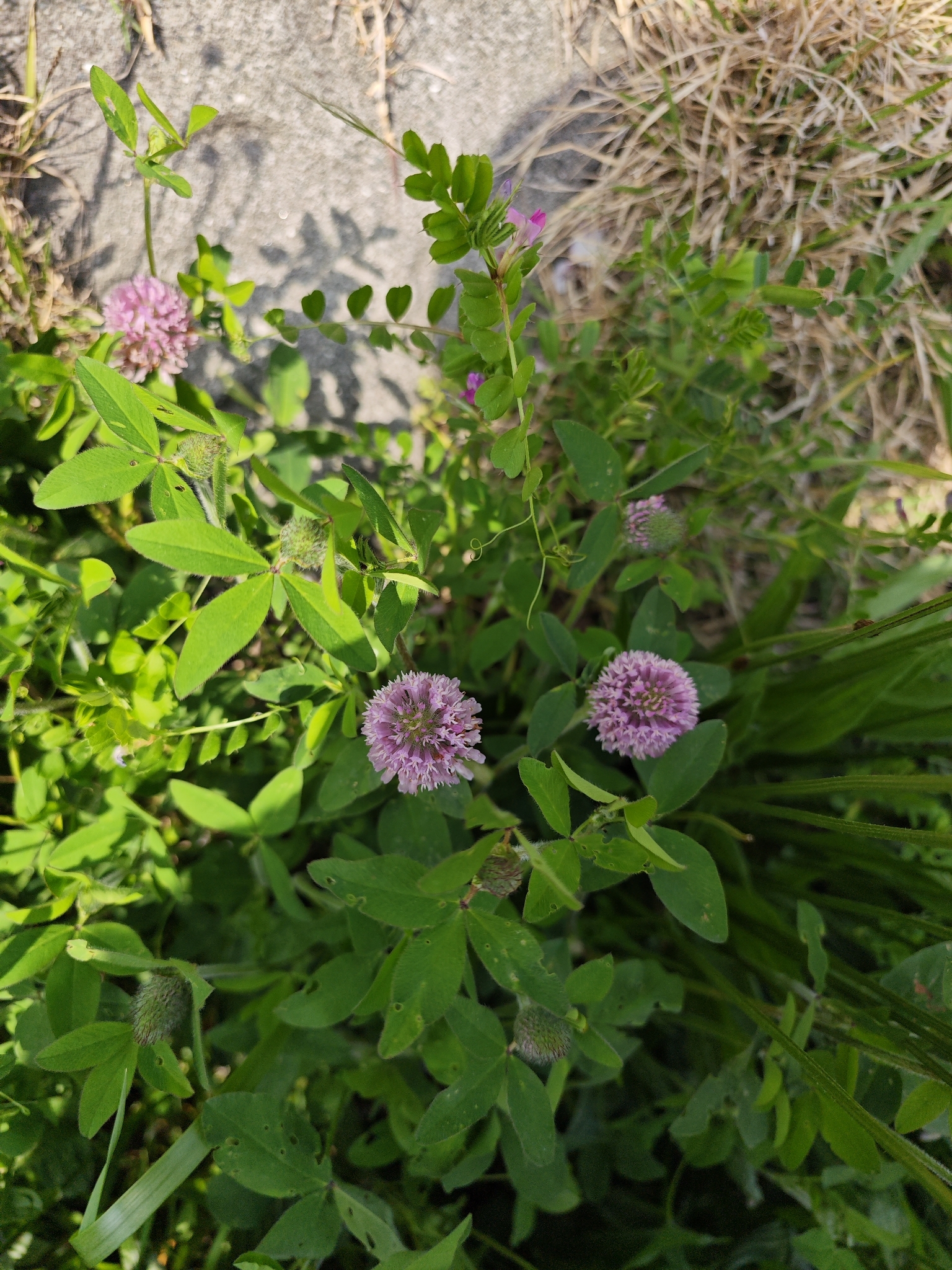 Red Clover (Trifolium pratense)
