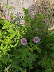 Le Trèfle Des Prés (Trifolium pratense)