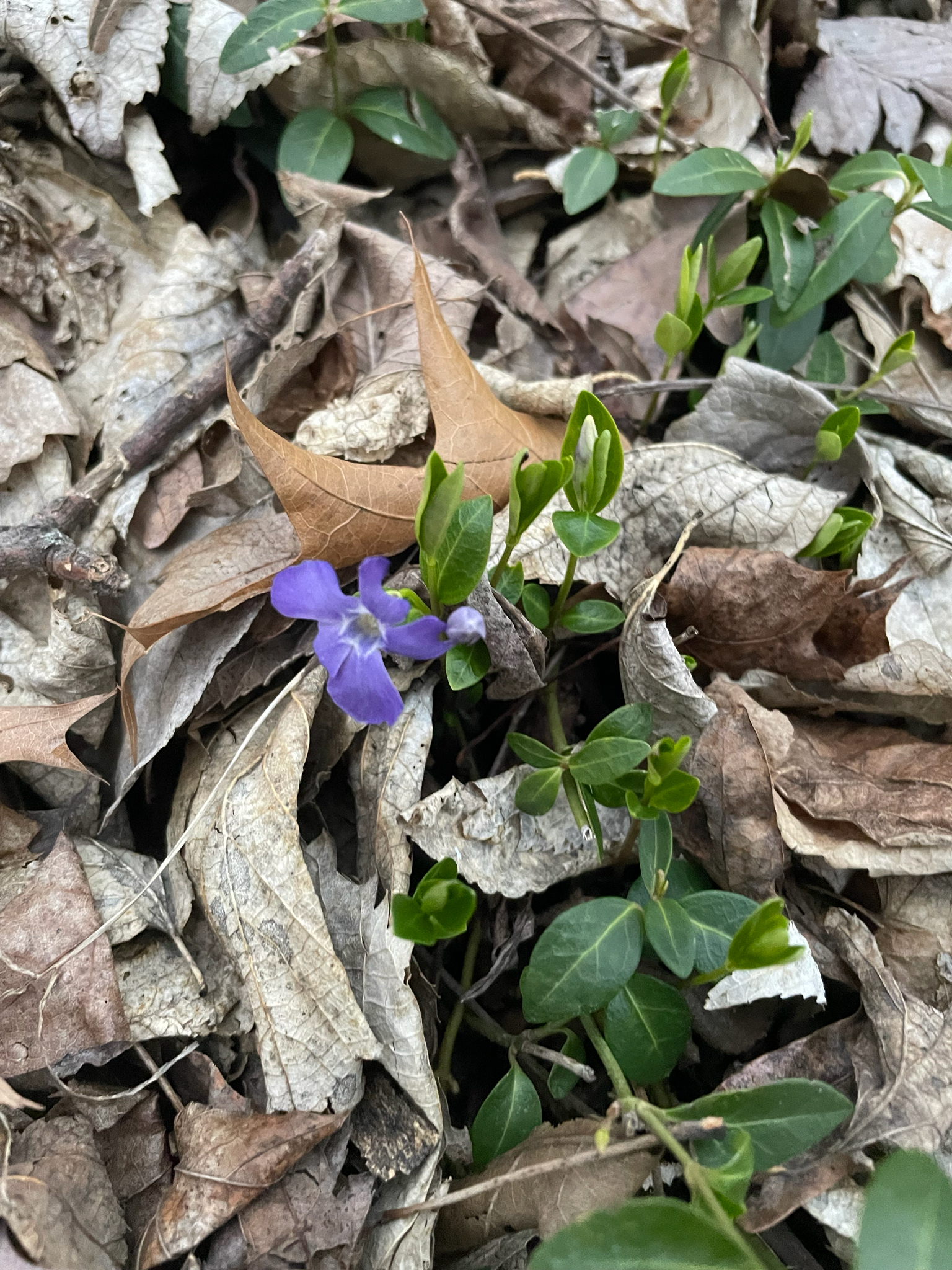 Lesser Periwinkle (Vinca minor)