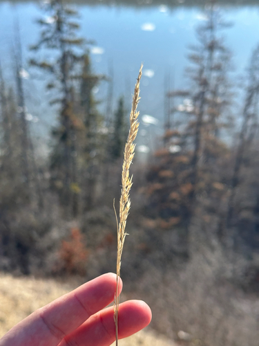 Sand Reedgrass (Sporobolus rigidus)