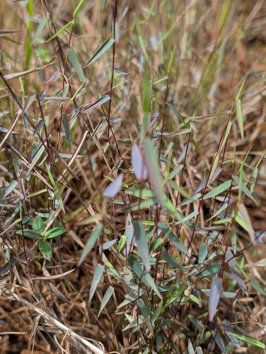 Trichanthecium parvifolium, 2026-04-09