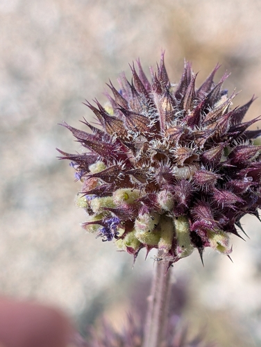 Chia (Salvia columbariae)