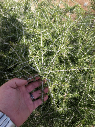 Desert Almond (Prunus fasciculata)