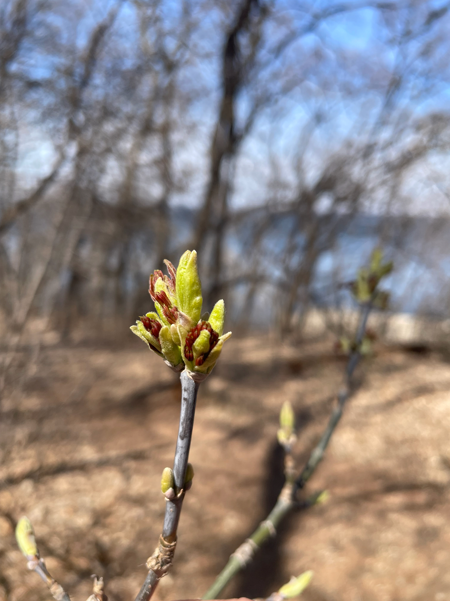 Box Elder (Acer negundo)