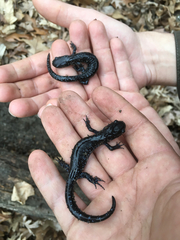 Ambystoma 'unisexual complex'