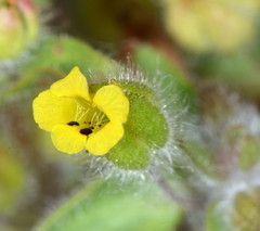 Mimetanthe pilosa