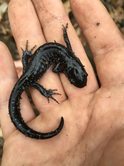 Ambystoma 'unisexual complex'