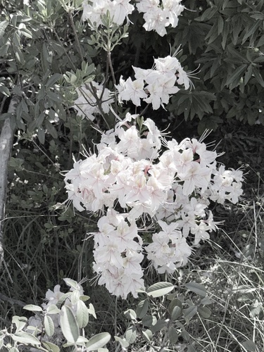 Western Azalea (Rhododendron occidentale)