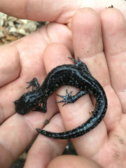 Ambystoma 'unisexual complex'