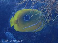 Chaetodon bennetti