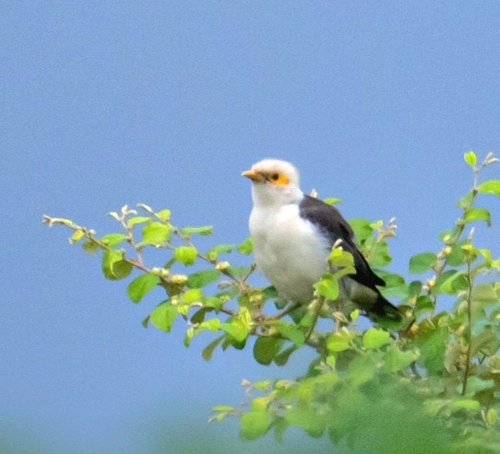 Black-winged Myna (Acridotheres melanopterus), photo 2