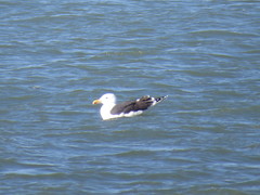 Larus marinus