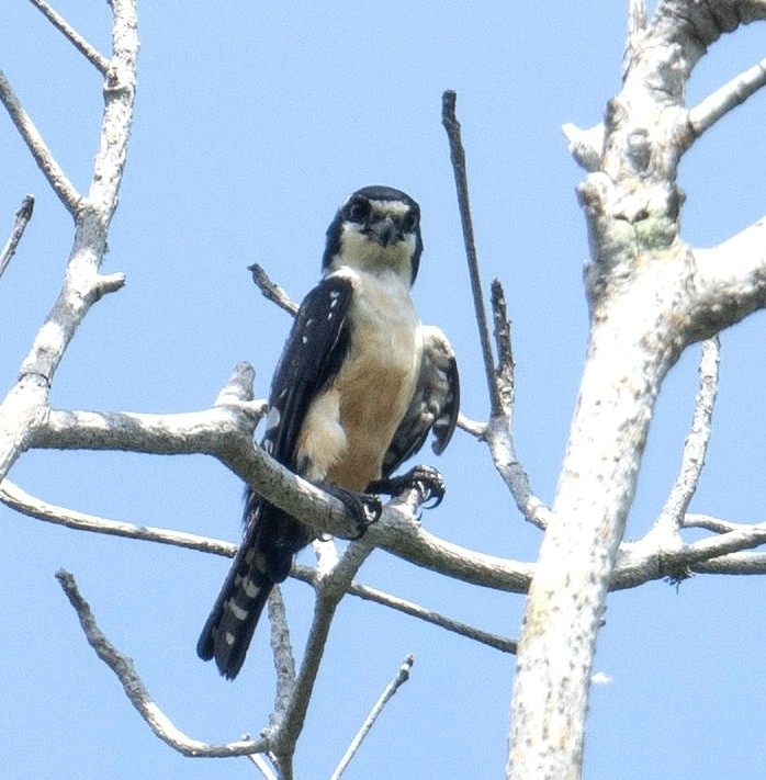 Black-thighed Falconet (Microhierax fringillarius), photo 1