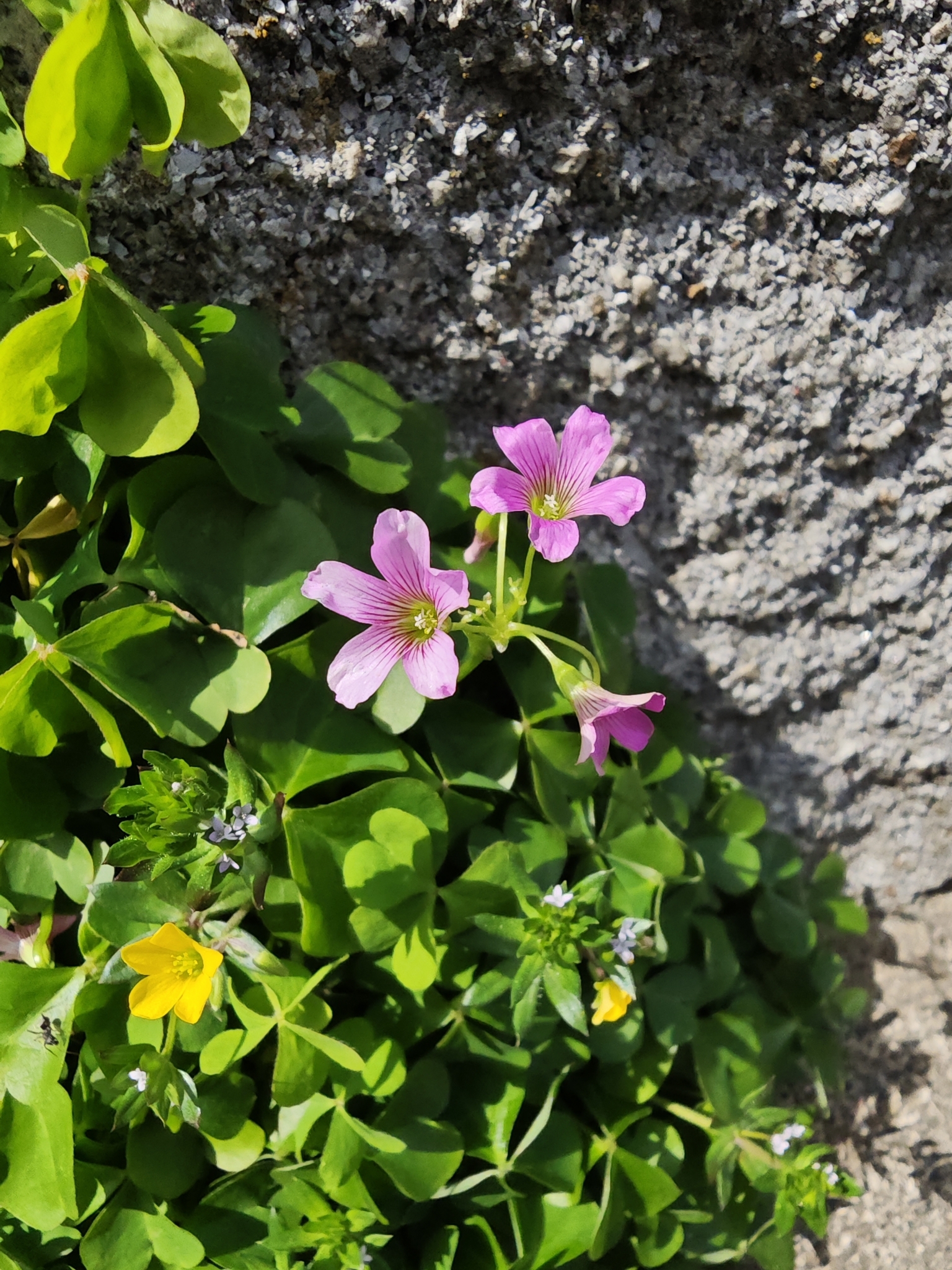 Largeflower Pink-Sorrel (Oxalis debilis)