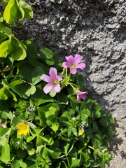 Glücksklee (Oxalis debilis)
