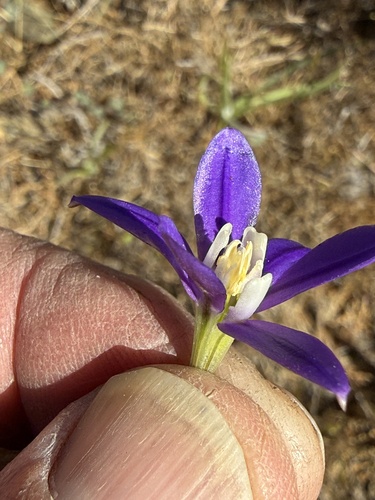 Brodiaea stellaris, photograph 4