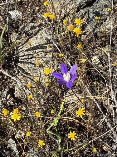 Brodiaea stellaris, photograph 5