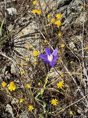 Brodiaea stellaris, photograph (c) Roger Raiche, some rights reserved (CC BY)