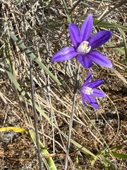 Brodiaea stellaris, photograph (c) Roger Raiche, some rights reserved (CC BY)