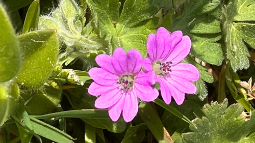 Dove's-Foot Crane's-Bill (Geranium molle)
