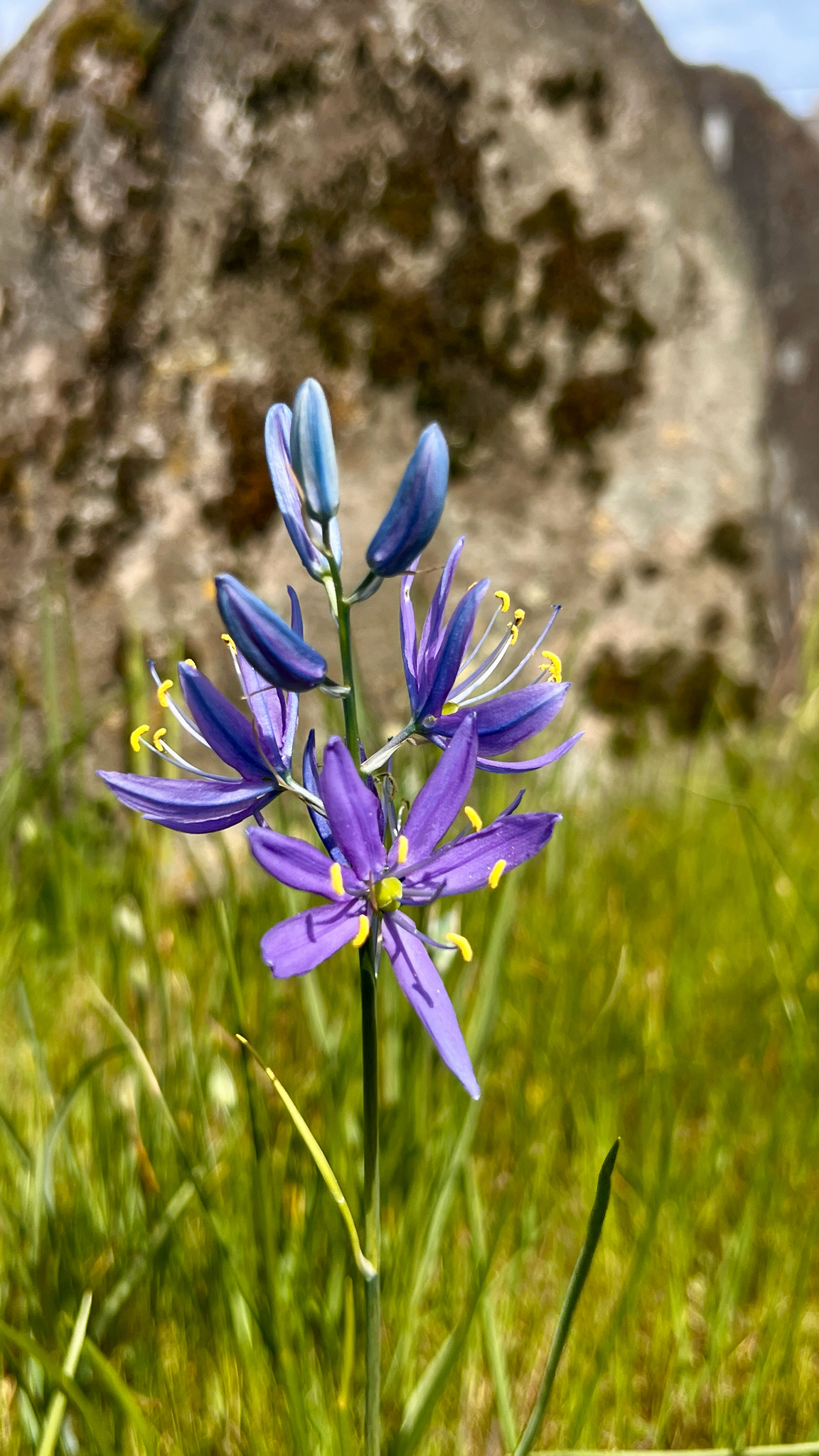 Common Camash (Camassia quamash)