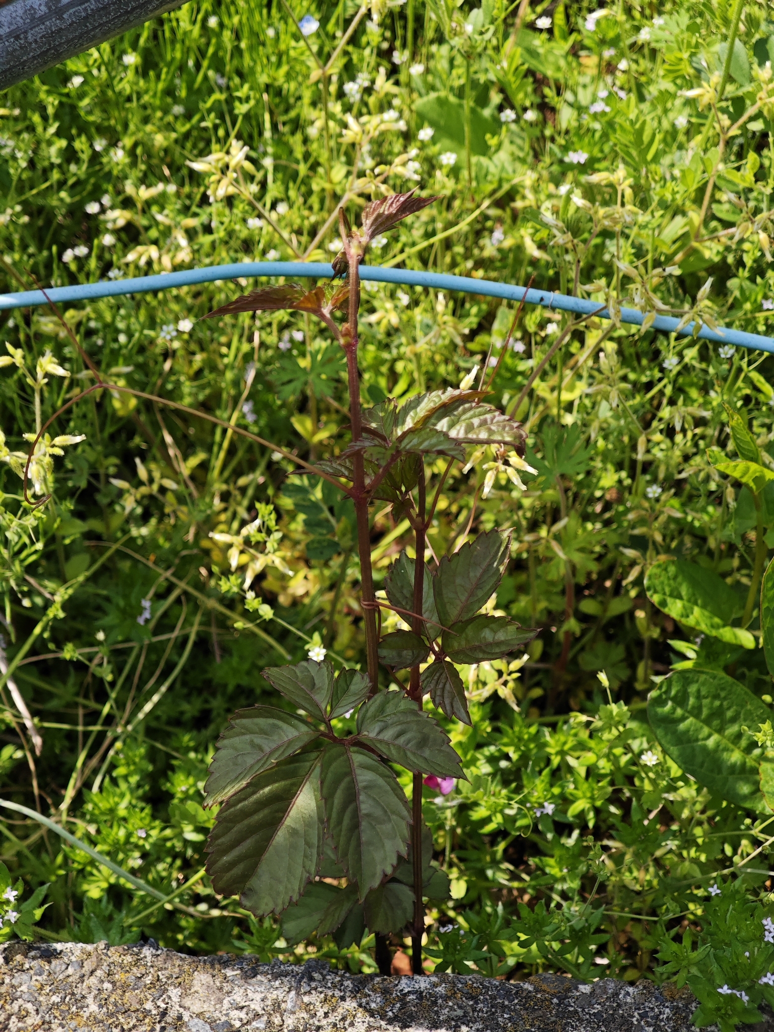 Bushkiller (Causonis japonica)